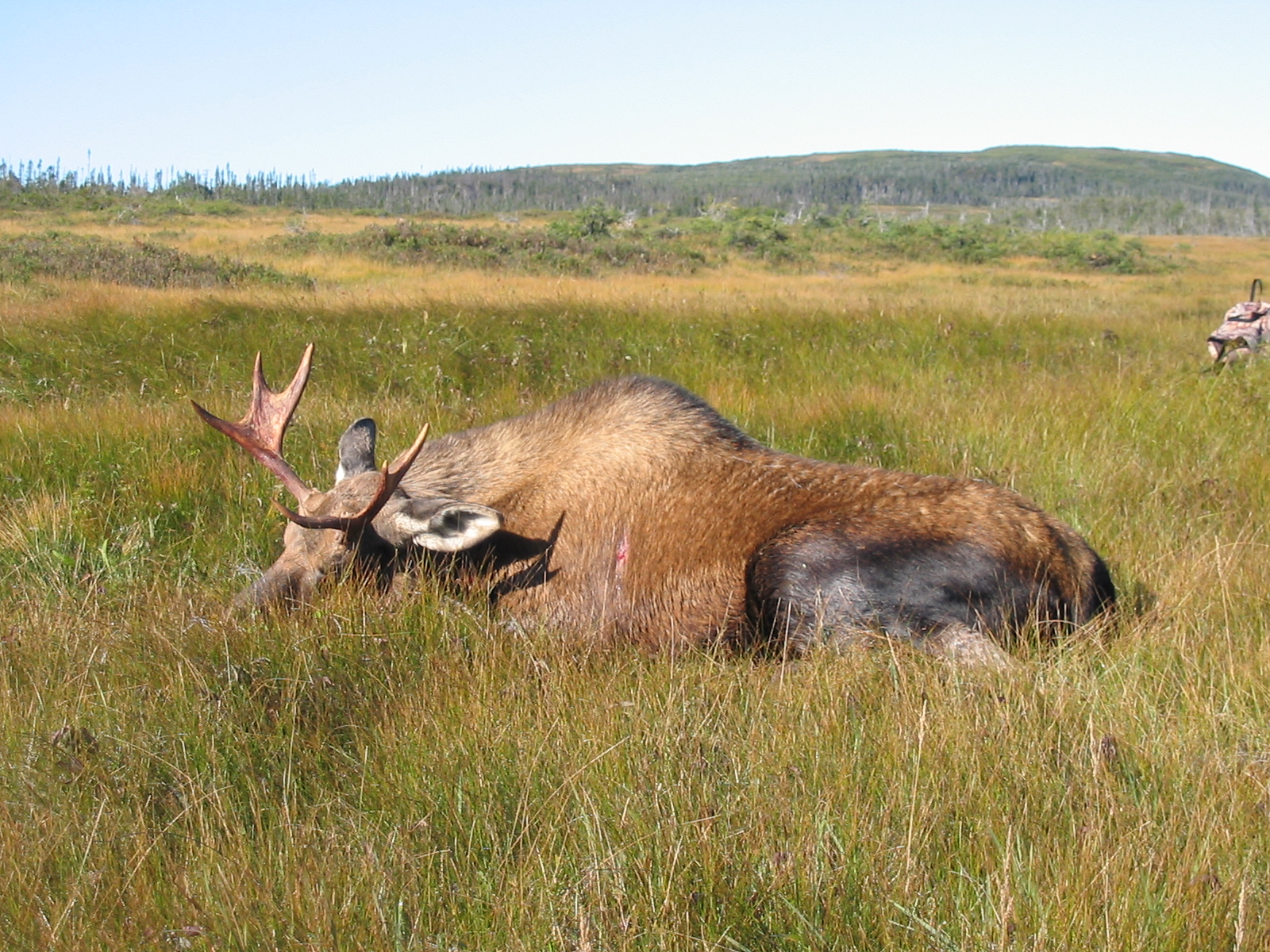 Newfoundland Moose 