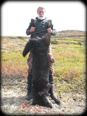 Wolf taken with Kawdy Outfitters