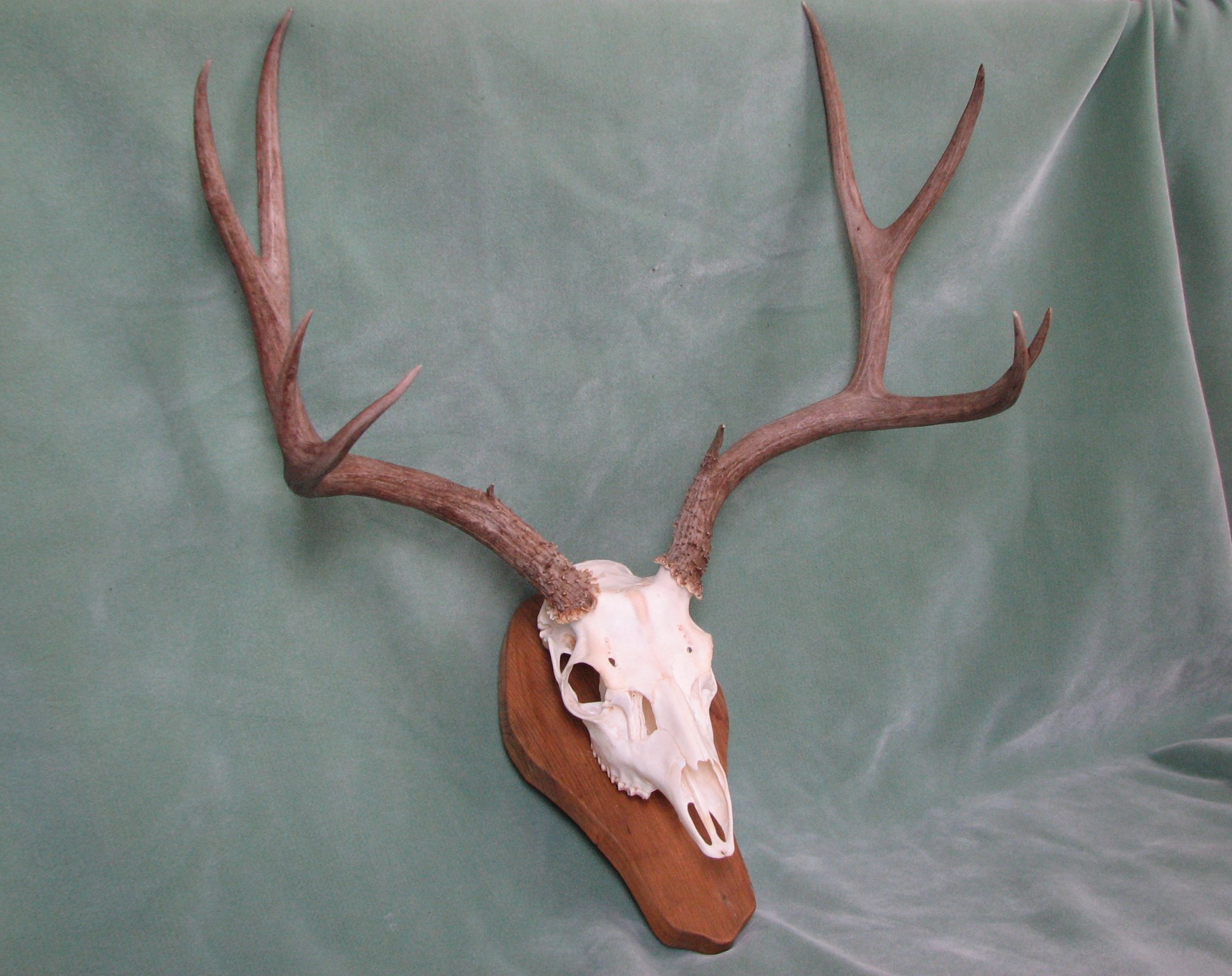 Mule Deer: European Skull Mount 