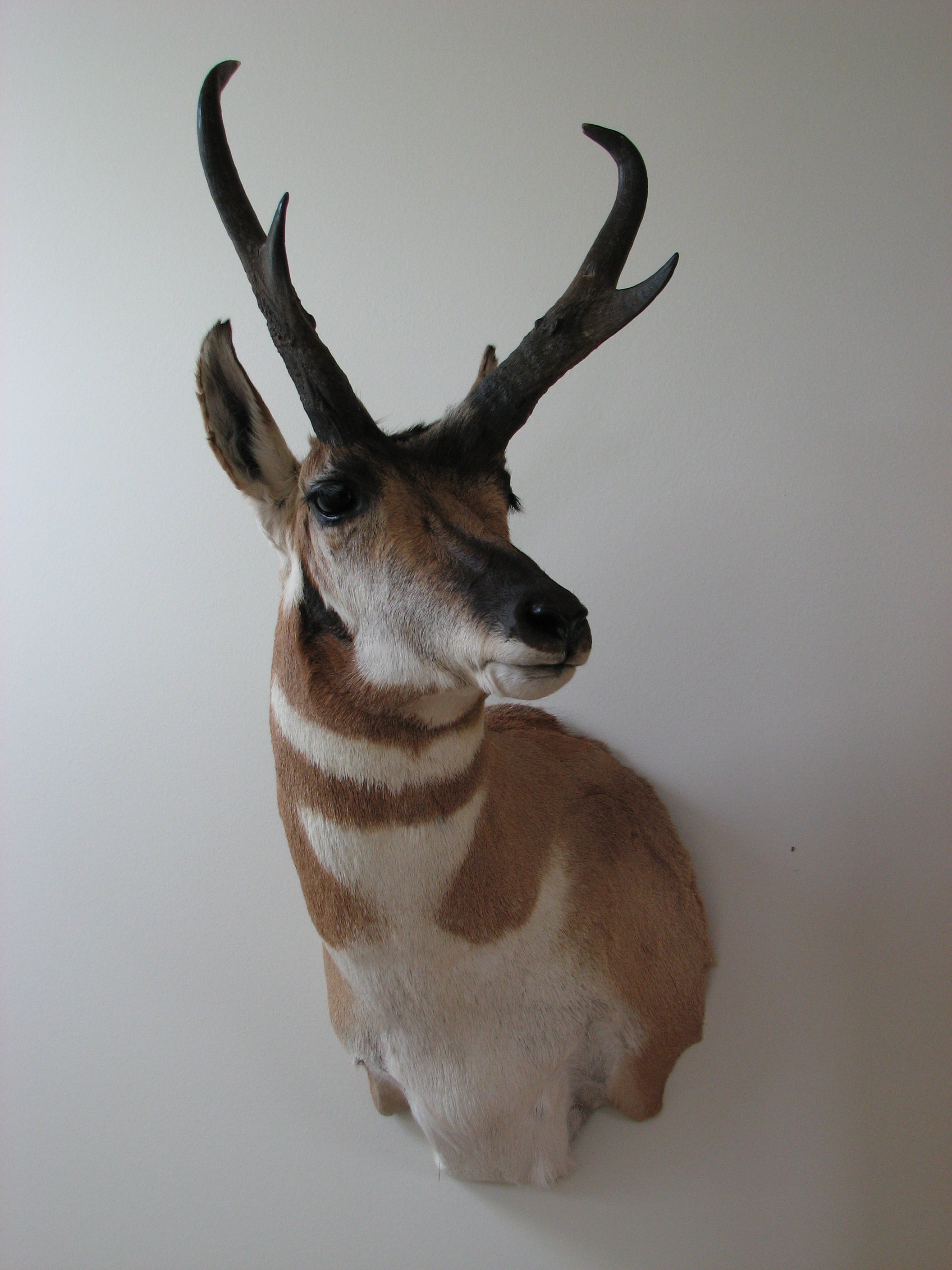 Antelope shoulder mount