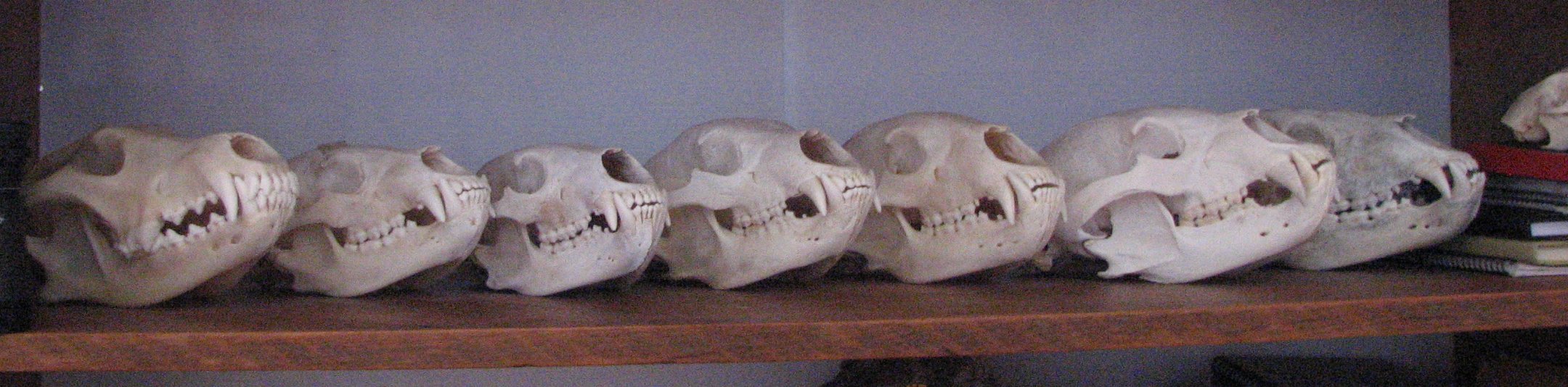 Bear Skull Collection
