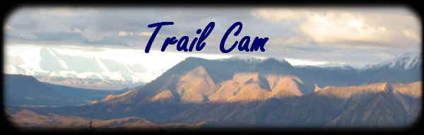 Trail Cam 